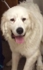 Great Pyrenees Dogs for adoption in Valparaiso, IN, USA