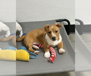 Mutt Dogs for adoption in Walnutport, PA, USA