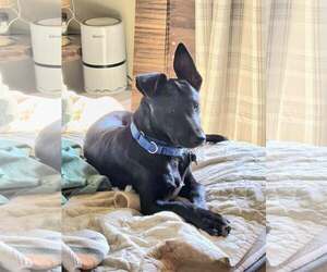 Whippet Dogs for adoption in Minneapolis, MN, USA