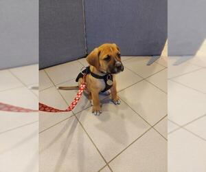 Boxer-Mastiff Mix Dogs for adoption in Brights Grove, Ontario, Canada