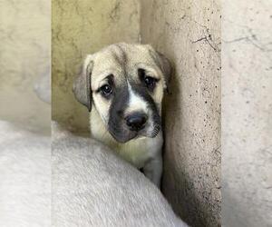 Anatolian Shepherd-Unknown Mix Dogs for adoption in Oklahoma City, OK, USA