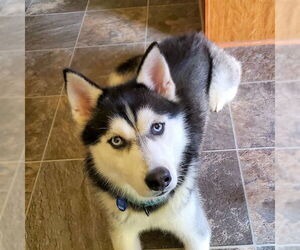 Siberian Husky Dogs for adoption in Omaha, NE, USA