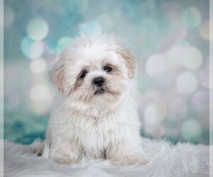 Shih Tzu Dogs for adoption in Decatur, IL, USA