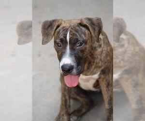 Bulloxer Dogs for adoption in Waterloo, IA, USA