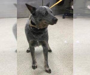 Mutt Dogs for adoption in Riverside, CA, USA