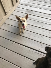 Chihuahua Dogs for adoption in Hanover, PA, USA