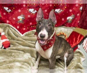Miniature Bull Terrier Dogs for adoption in Placerville, CA, USA