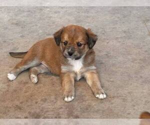 Golden Labrador Dogs for adoption in Brewster, NY, USA