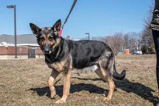 German Shepherd Dog Dogs for adoption in Bridgewater, NJ, USA