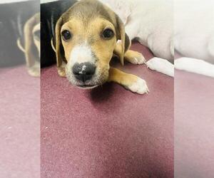 Beagle-Unknown Mix Dogs for adoption in San Antonio, TX, USA