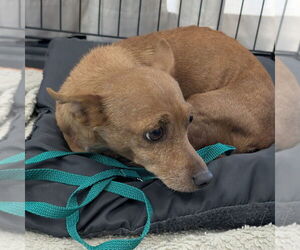 Chihuahua-Unknown Mix Dogs for adoption in Chico, CA, USA