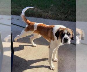 Saint Bernard Dogs for adoption in Dallas, TX, USA