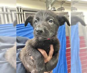 Shollie Dogs for adoption in Visalia, CA, USA