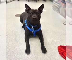 American Pit Bull Terrier-Unknown Mix Dogs for adoption in Boston, MA, USA