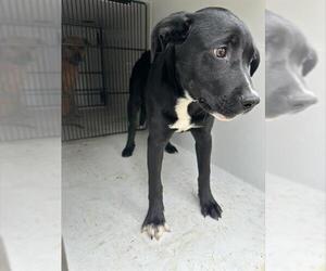 American Pit Bull Terrier Dogs for adoption in Houston, TX, USA