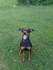 Doberman Pinscher Dogs for adoption in Forest, VA, USA