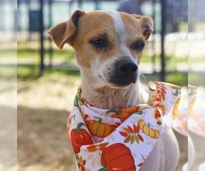 Chihuahua-Unknown Mix Dogs for adoption in San Antonio, TX, USA