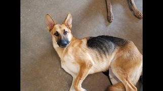 German Shepherd Dog Dogs for adoption in Mobile, AL, USA