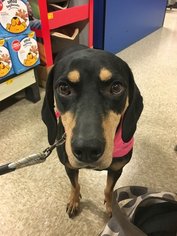 Doberman Pinscher-Unknown Mix Dogs for adoption in Canton, OH, USA