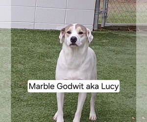 Labrador Retriever-Unknown Mix Dogs for adoption in Rockaway, NJ, USA