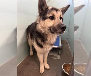 Gerberian Shepsky Dogs for adoption in Camarillo, CA, USA