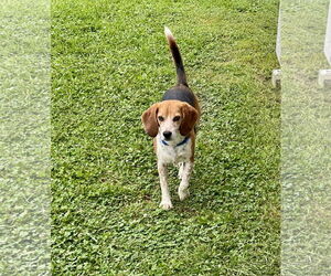 Beagle Dogs for adoption in Mouth Of Wilson, VA, USA