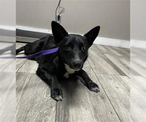 Shollie Dogs for adoption in Redlands, CA, USA
