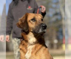 Golden Retriever-Unknown Mix Dogs for adoption in Yardley, PA, USA