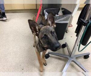 Mutt Dogs for adoption in Riverside, CA, USA