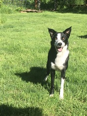 Border Collie Dogs for adoption in Sandy, OR, USA
