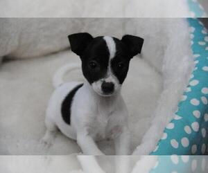 Medium Photo #1 Chihuahua Puppy For Sale in Jamestown, CA, USA