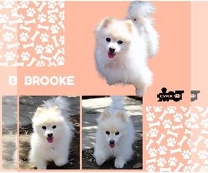 Pomeranian Dogs for adoption in Lindsay, CA, USA