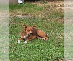 Mutt Dogs for adoption in San Antonio, TX, USA