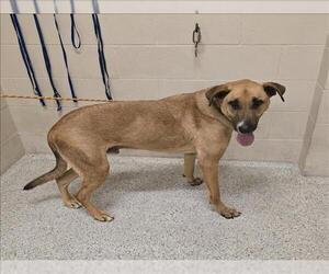 German Shepherd Dog-Plott Hound Mix Dogs for adoption in Conroe, TX, USA