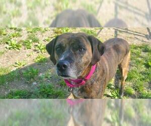 American Pit Bull Terrier-Black and Tan Coonhound-Labrador Retriever Mix Dogs for adoption in Shaftsbury, VT, USA