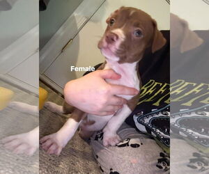 Staffordshire Bull Terrier-Unknown Mix Dogs for adoption in Holly Springs, NC, USA