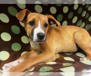 American Pit Bull Terrier-Unknown Mix Dogs for adoption in HESPERIA, CA, USA