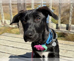 Plott Hound Dogs for adoption in Redwood City, CA, USA