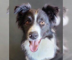 Border Collie Dogs for adoption in Highland, IL, USA