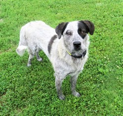 German Shorthaired Pointer Dogs for adoption in Franklin, TN, USA