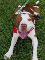 American Pit Bull Terrier Dogs for adoption in Chester, VA, USA