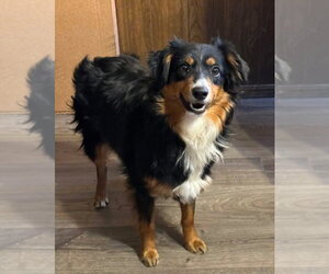 Australian Shepherd Dogs for adoption in Claremore, OK, USA