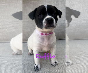American Pit Bull Terrier-Unknown Mix Dogs for adoption in Mission Viejo, CA, USA