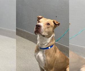 American Pit Bull Terrier-Unknown Mix Dogs for adoption in Las Vegas, NV, USA