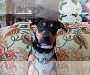 Rottweiler-Unknown Mix Dogs for adoption in Mundelein, IL, USA