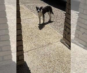 Mutt Dogs for adoption in San Antonio, TX, USA