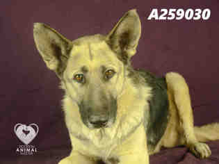 German Shepherd Dog Dogs for adoption in Stockton, CA, USA