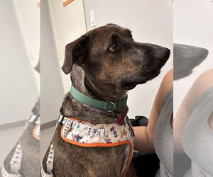 Plott Hound-Unknown Mix Dogs for adoption in Oak Bluffs, MA, USA