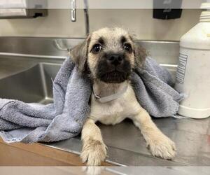Mutt Dogs for adoption in Martinez, CA, USA