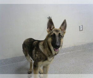 German Shepherd Dog Dogs for adoption in Pasadena, TX, USA